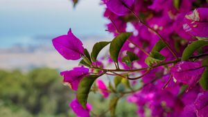 Autumn is a second spring when every leaf is a flower